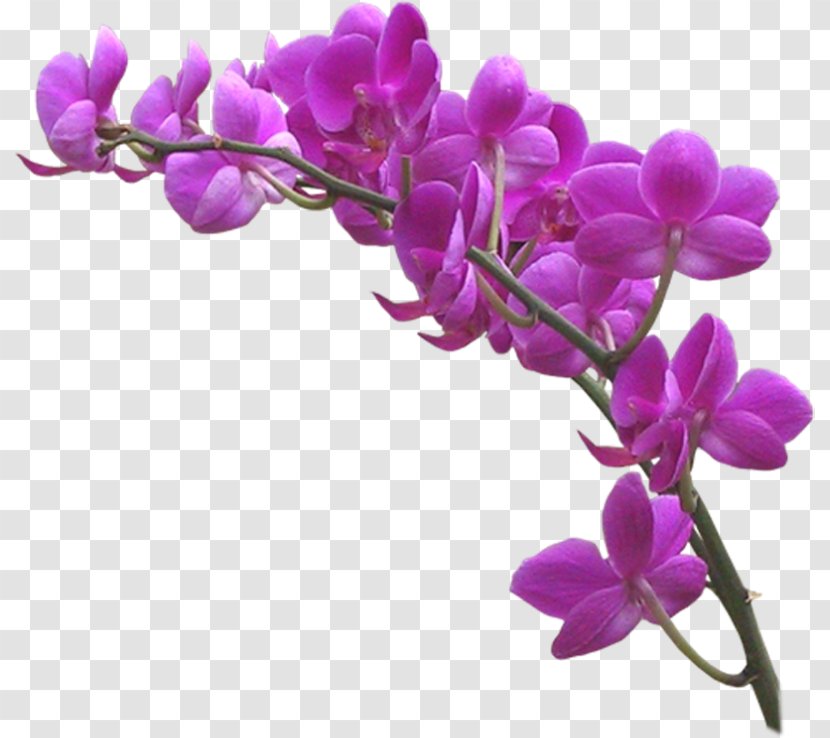 Orchids Clip Art Violet JPEG - Magenta Transparent PNG