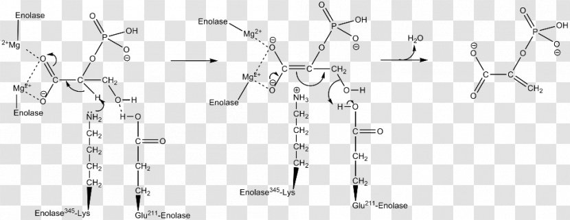 Car 2-Phosphoglyceric Acid Technology Phosphoenolpyruvic - White Transparent PNG