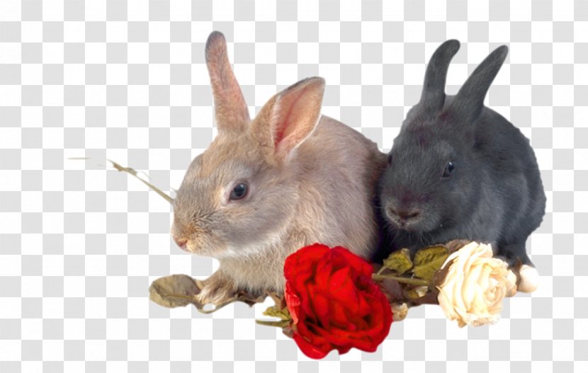 White Rabbit Animal Rose - Gratis - Two Little Rabbits Transparent PNG