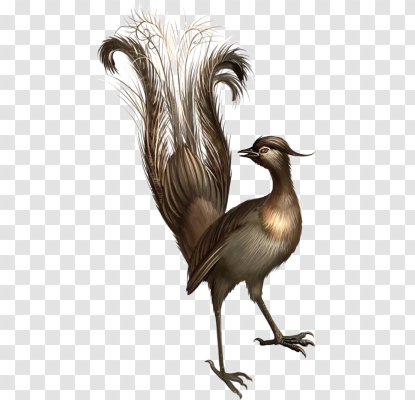 When The Lyrebird Calls Platypus Koala - Stock Photography Transparent PNG