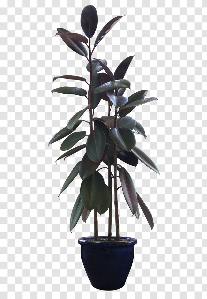 Flowerpot Bonsai - Plant Stem - Tree Transparent PNG