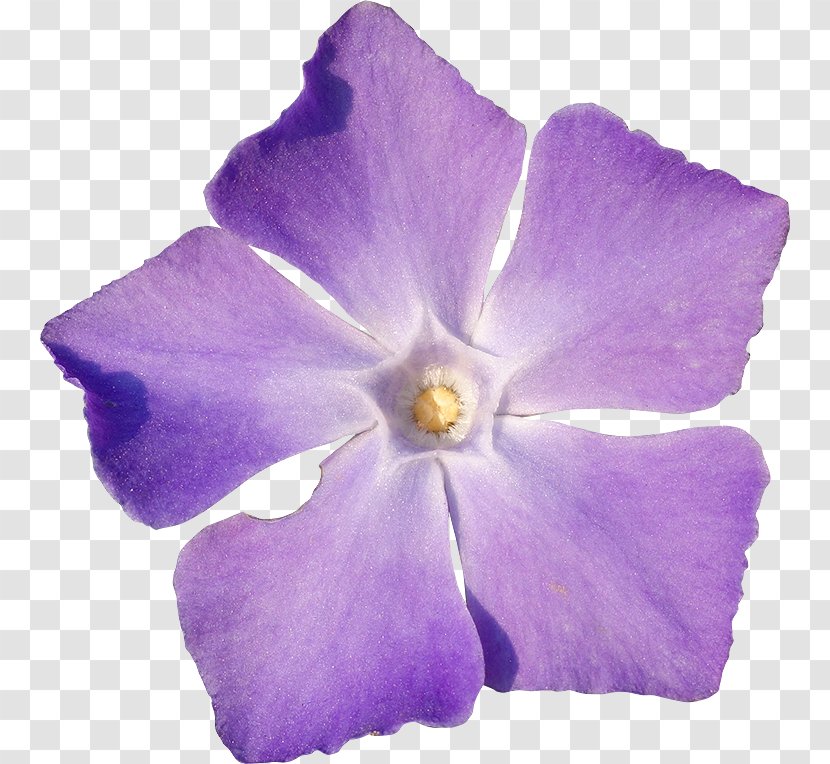 Periwinkle Flower Violet - Petal Transparent PNG