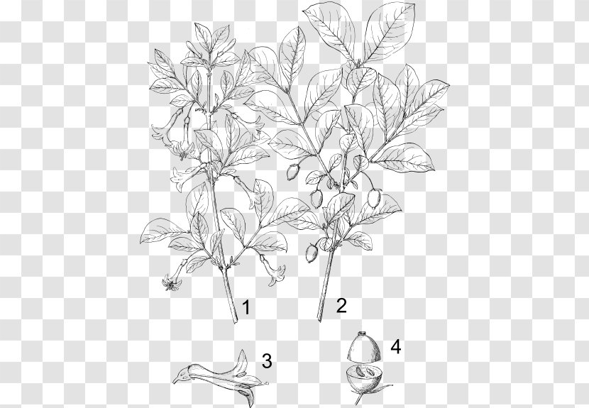 Lonicera Ciliosa Sempervirens Flower Plant Vine - Biological Classification Transparent PNG