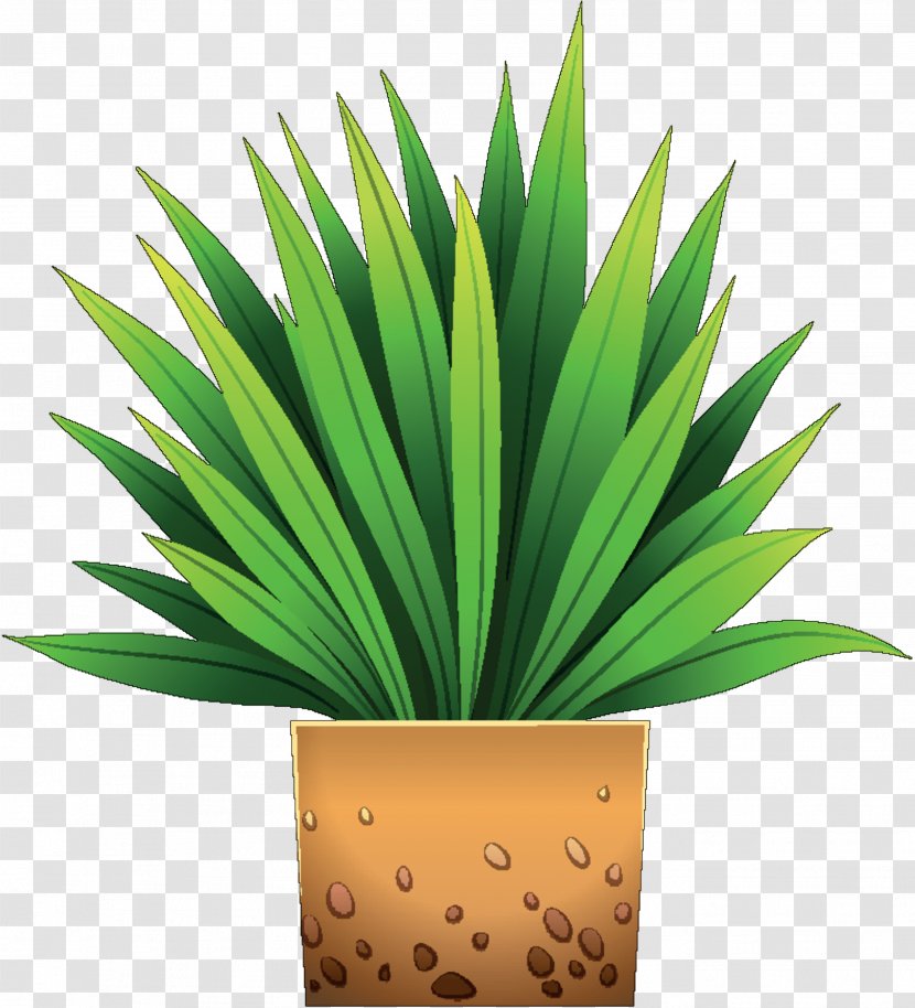 Flowerpot Houseplant Tree Transparent PNG