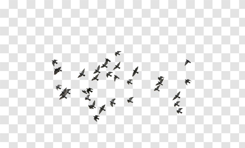 Bird Flight - Photography Transparent PNG