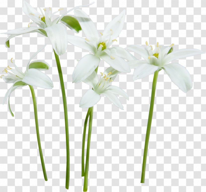 Flower White Floral Design Clip Art - Flora - Lily Transparent PNG