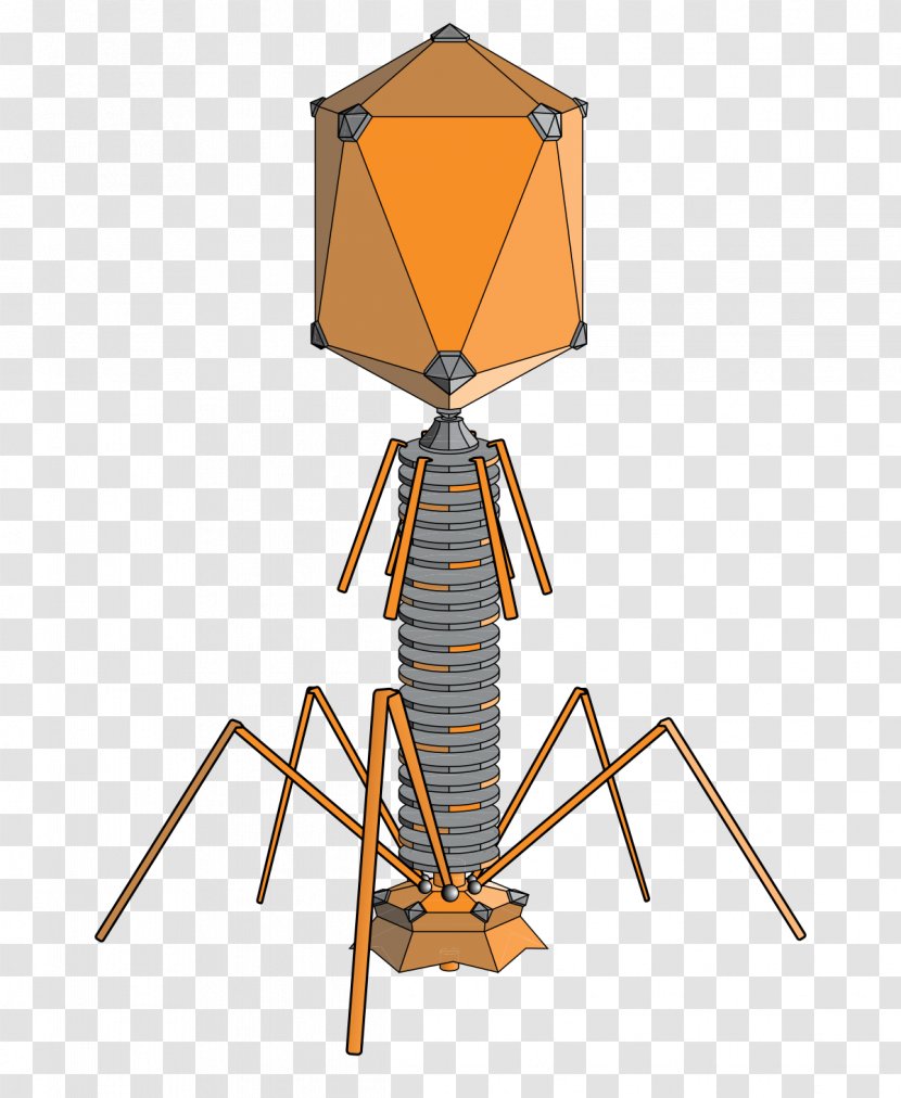 Bacteriophage Phage Group Therapy Bacteria Virus - Infection - Material Transparent PNG