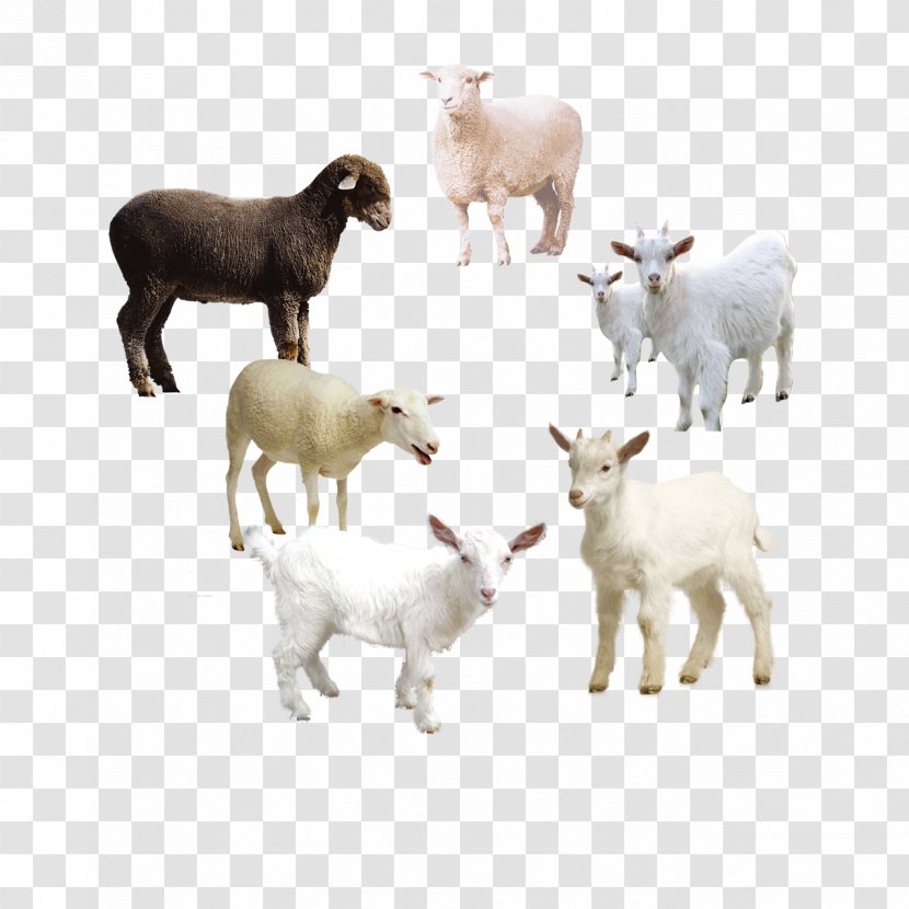 Sheep Goat Clip Art Image - Fauna Transparent PNG