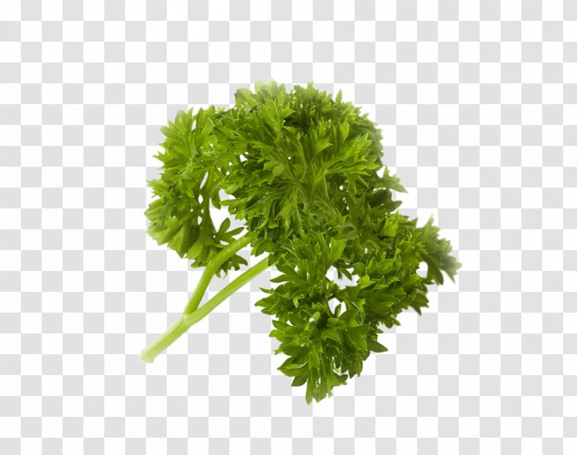 Parsley Food Vegetable Sustainable Living Center Juice - Chili Powder Transparent PNG