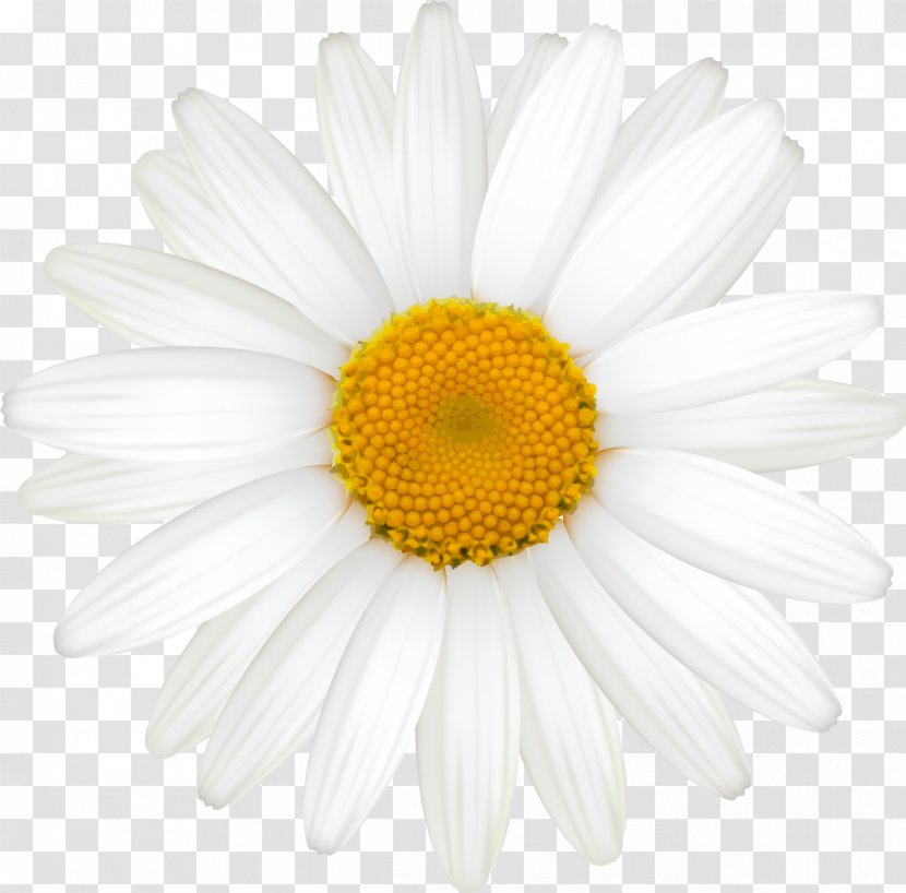 Common Daisy German Chamomile Oxeye Roman - Hand-painted Transparent PNG