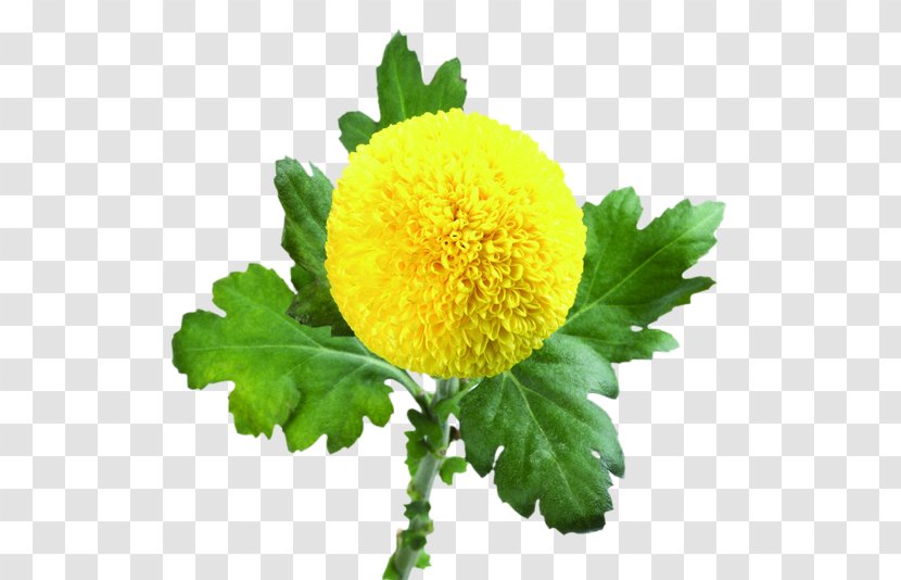JPEG Chrysanthemum Image Vector Graphics - Flower - Coreldraw Transparent PNG