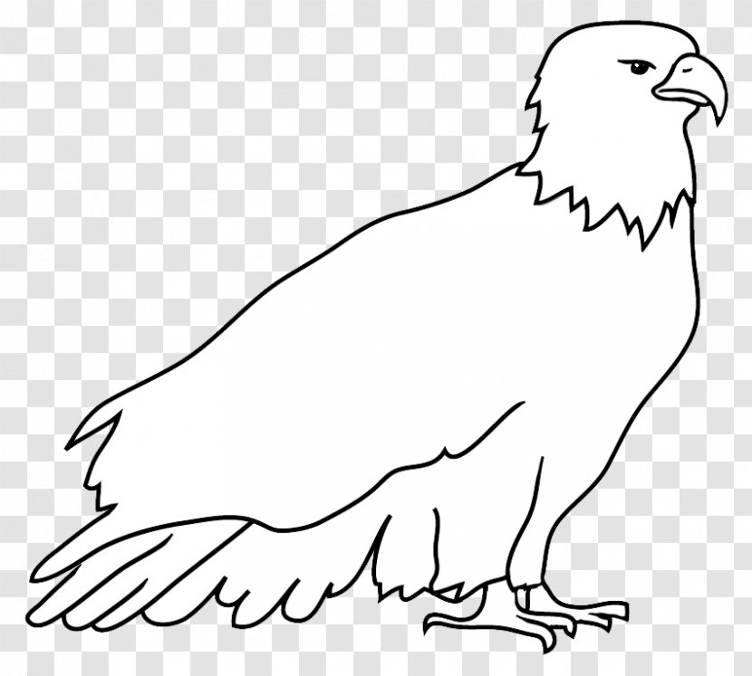 Bald Eagle Drawing Black And White - Bird Transparent PNG