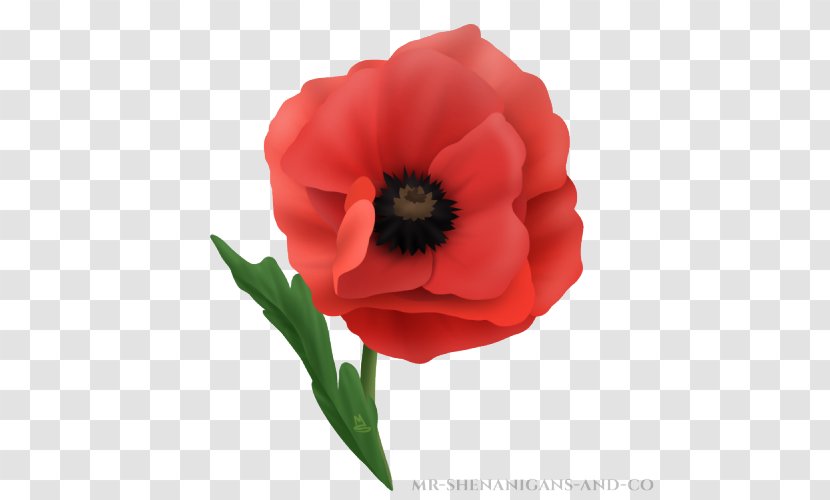 In Flanders Fields Museum Remembrance Poppy Common - Red - Field Transparent PNG