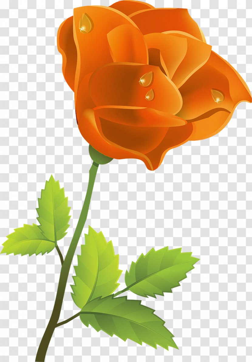 Lilium Rose Flower Clip Art - Orange - Yellow Transparent PNG