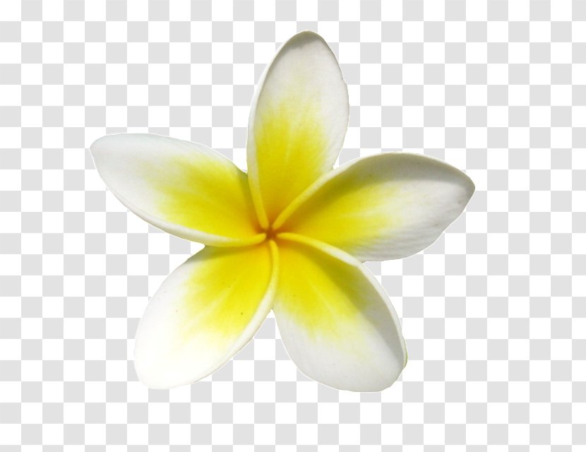 Frangipani Euclidean Vector Icon - Flower - A Small Yellow Transparent PNG