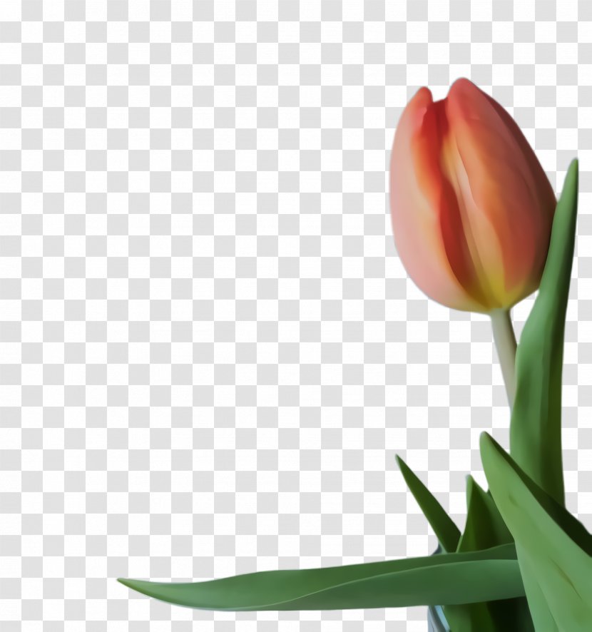 Flowers Background - Grass - Still Life Photography Transparent PNG