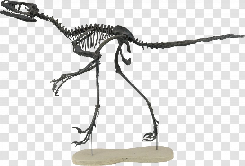 Bambiraptor Two Medicine Formation Late Cretaceous Theropods Campanian - Paleontology - Dinosaur Transparent PNG