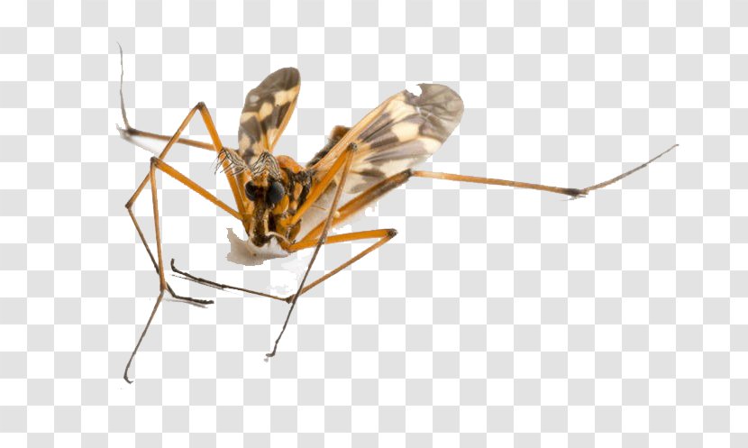 Mosquito Insect - Photography - Flying Animal Transparent PNG