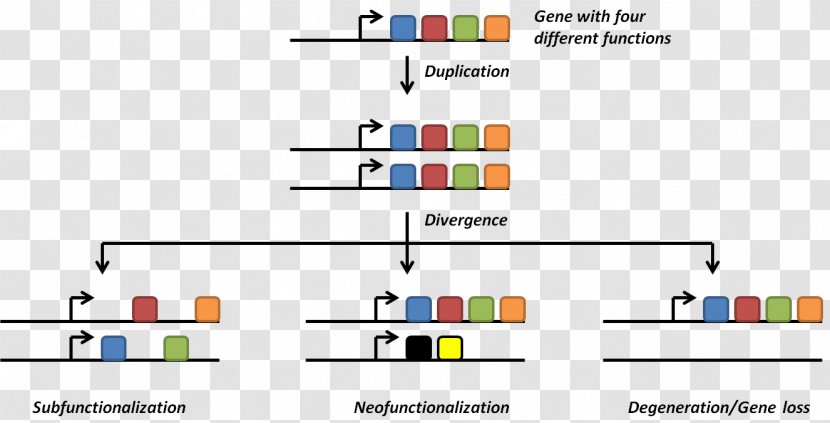 Gene Duplication Genome Genetic Redundancy DNA Replication - Parallel - Evolution Transparent PNG