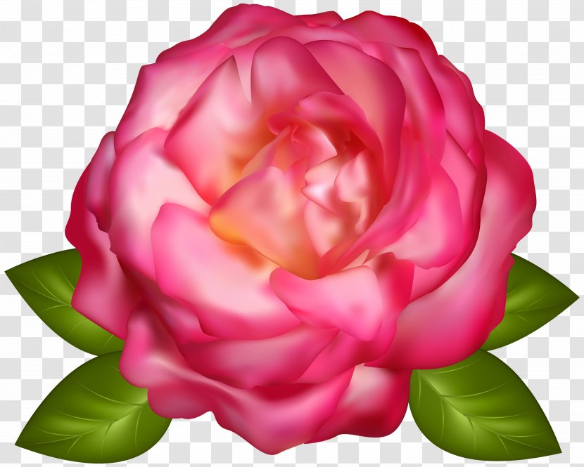 Garden Roses Centifolia - Plant - Beautiful Pink Rose Transparent Image Transparent PNG