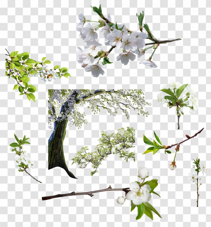 Cut Flowers Photography - Arboles Transparent PNG