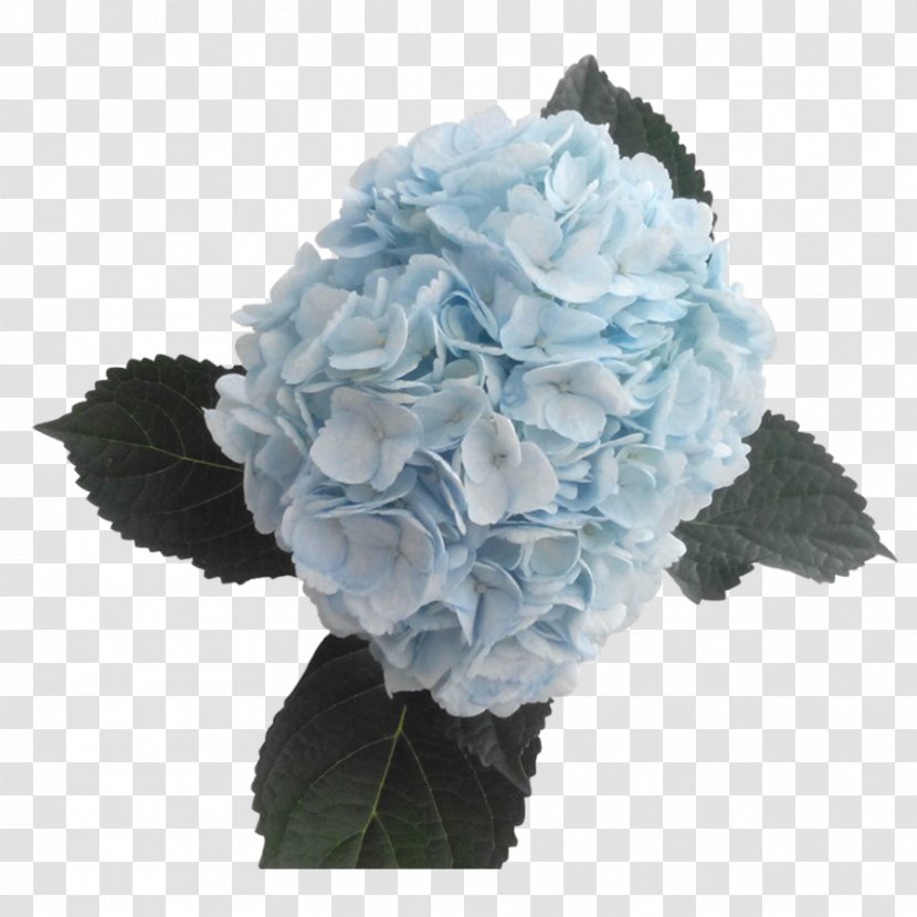 Hydrangea Blue Cut Flowers Color - Flowering Plant Transparent PNG