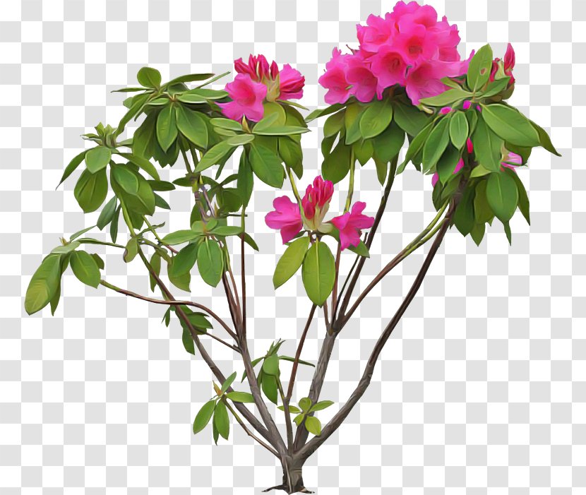 Flower Flowering Plant Pink Petal - Shrub Magenta Transparent PNG