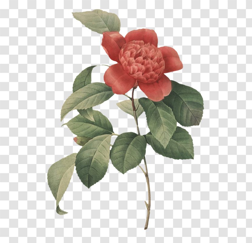 Photography Art Botanical Illustration - Rose Family - Garden Roses Transparent PNG