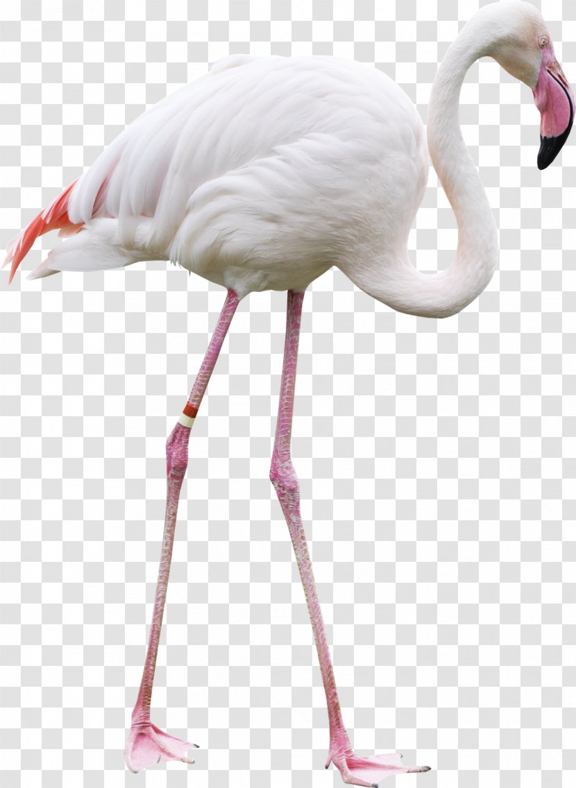 Bird Greater Flamingo Clip Art - Neck Transparent PNG