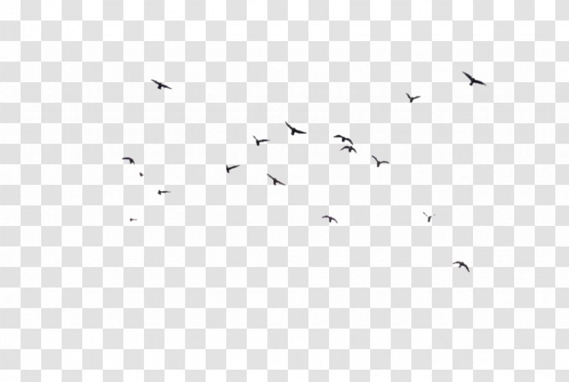 Black And White Angle Point Pattern - Birds Fly Floats Transparent PNG