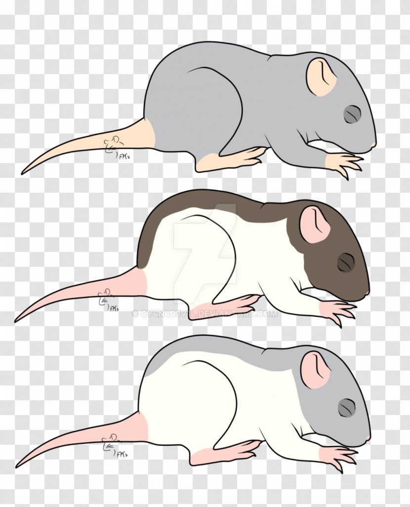 Mouse Rat Rodent Murids Animal - Muroidea Transparent PNG