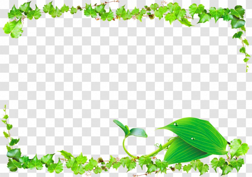 Leaf Green Vine - Plant - Vines Border Transparent PNG