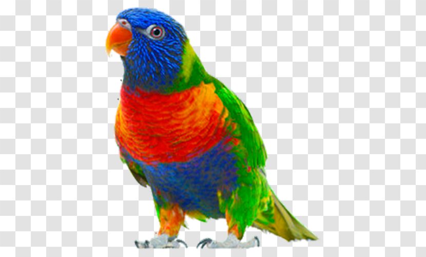Bird Clip Art - Lorikeet - Parrot Transparent PNG