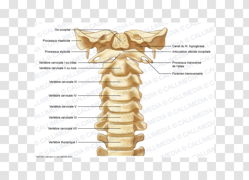 Cervical Vertebrae Vertebral Column Atlas Anatomy Bone - Vertebra Prominens Transparent PNG