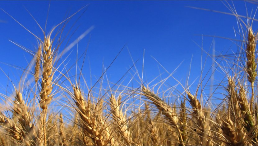 Einkorn Wheat Cereal Grain Barley Gluten - Crop Transparent PNG