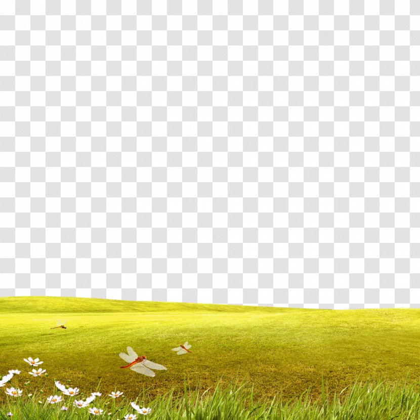 Lawn Ecoregion Grassland Yellow Wallpaper - Grass Material Transparent PNG