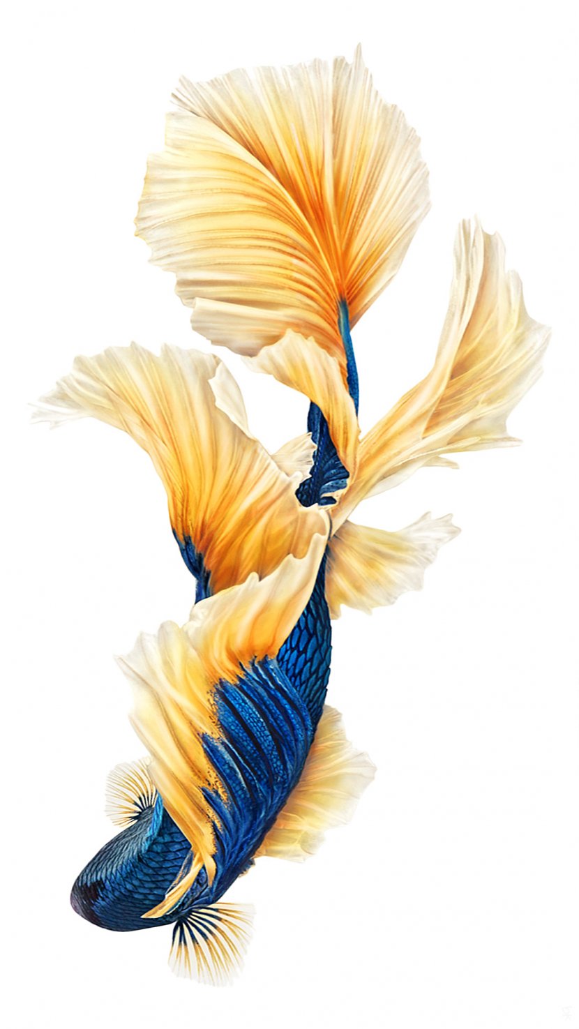 IPhone 6s Plus 7 Siamese Fighting Fish Desktop Wallpaper - Apple - Fly Transparent PNG