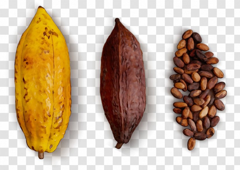 Plant Cocoa Bean Tree Food Transparent PNG