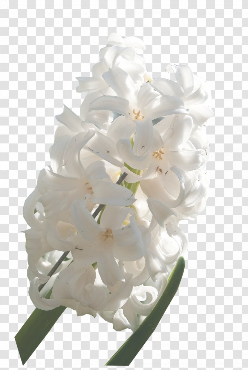 Floral Design Cut Flowers Flower Bouquet - Petal Transparent PNG
