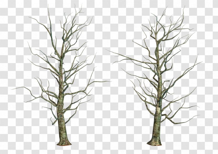 Tree Branch Twig Trunk - Plant - Share Transparent PNG