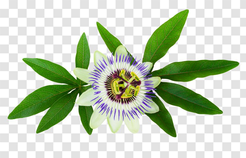 Purple Passionflower Passiflora Caerulea Stock Photography - Passion Flower - Plant Transparent PNG