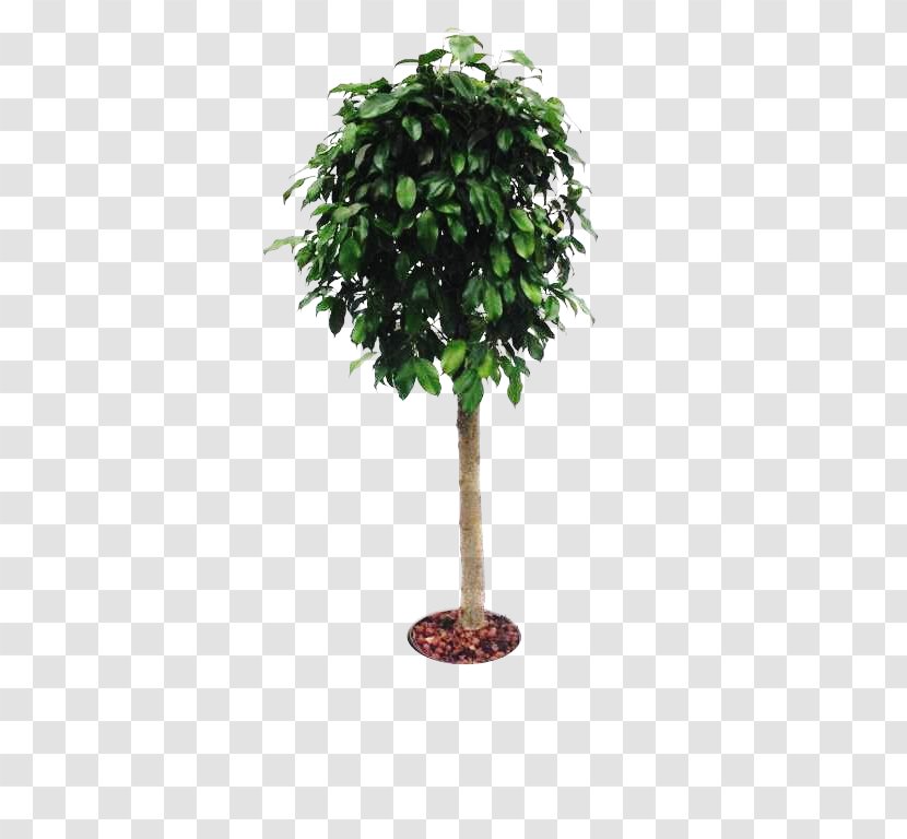 Branch Tree Cheesewood Flowerpot Houseplant Transparent PNG