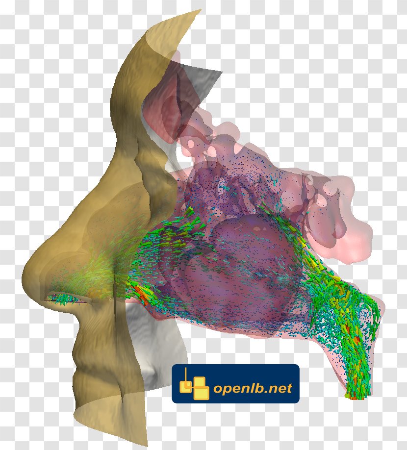 OpenLB Lattice Boltzmann Methods Nose Nasal Bone Breathing Transparent PNG