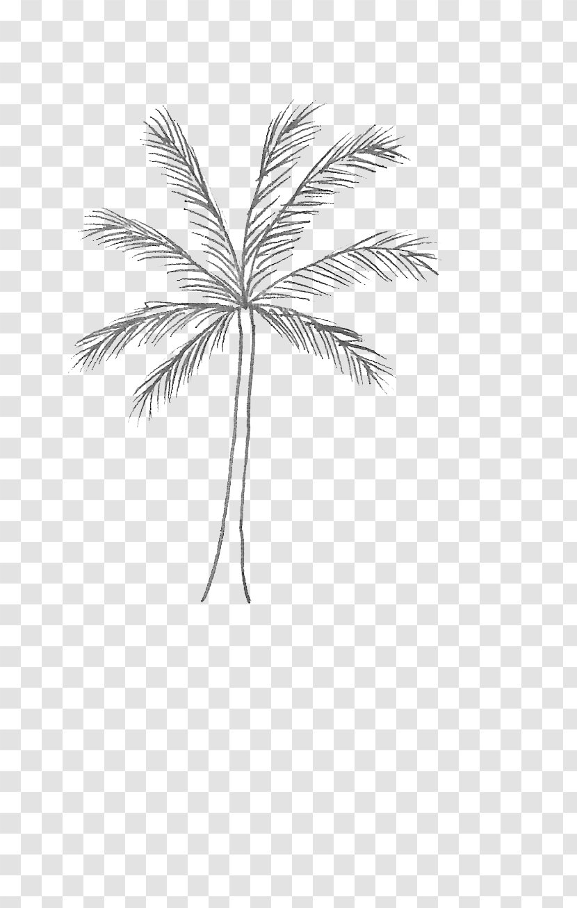 Palm Tree - Woody Plant Transparent PNG