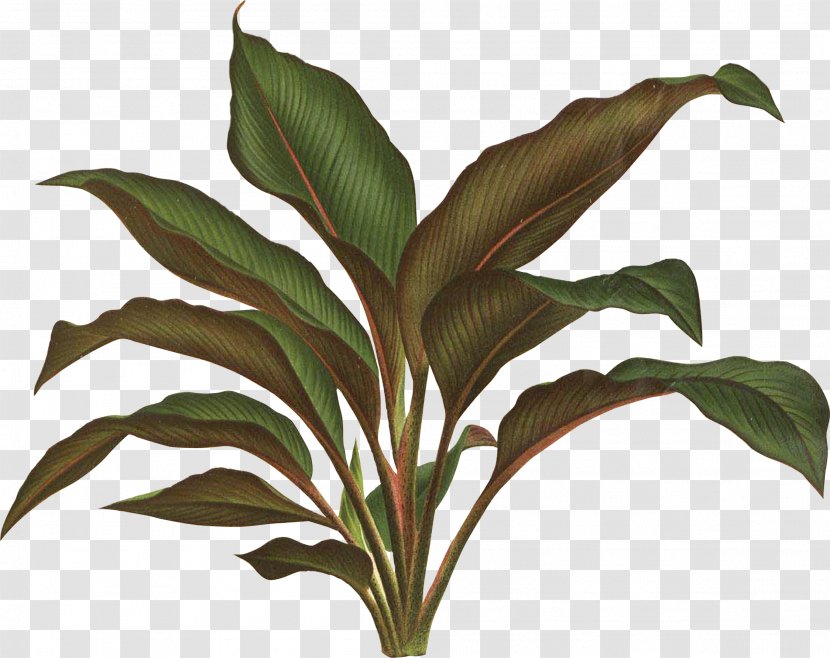 Botanical Illustration Botany Plant Drawing - Tropical Leaf Transparent PNG
