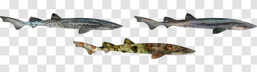 Squaliform Sharks Fauna Ecosystem Animal - Fish - Leopard Shark Transparent PNG