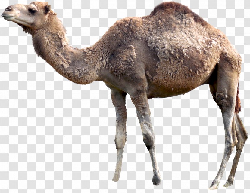 Dromedary Material Hair - Image Resolution - Camel Transparent PNG