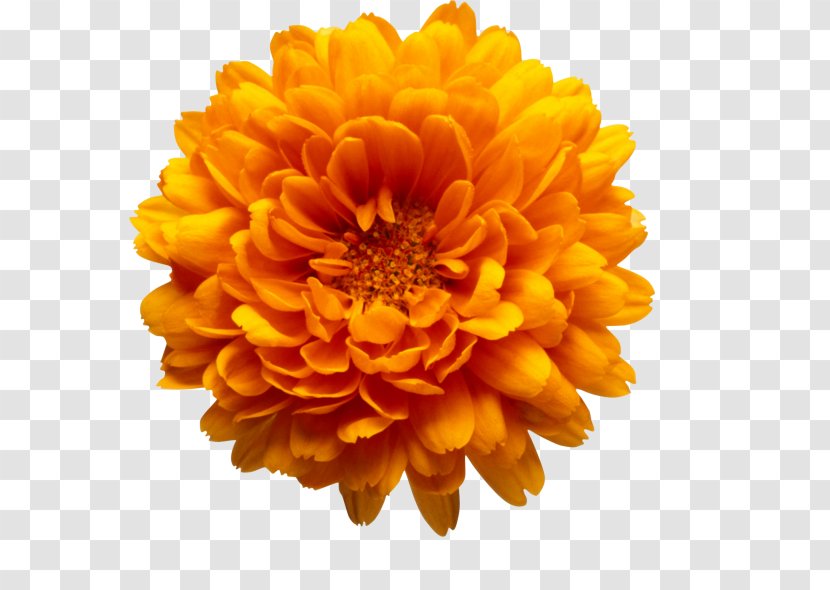 Chrysanthemum Marriage Make Up Flower Book Clip Art - Daisy Family - Orange Flowers Transparent PNG