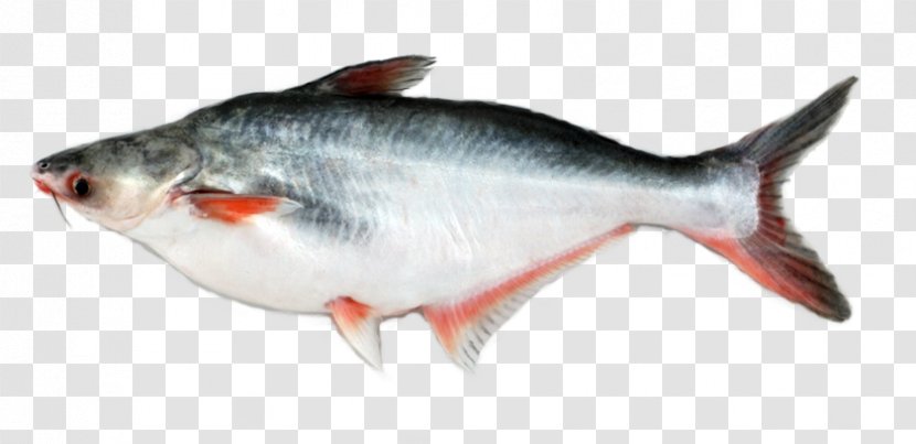 Iridescent Shark Basa Fish Fillet Food - Products Transparent PNG