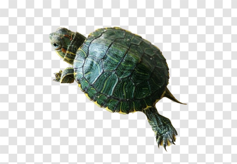 Box Turtle Red-eared Slider Sea Common Snapping - Emydidae - Stretch HD Transparent PNG